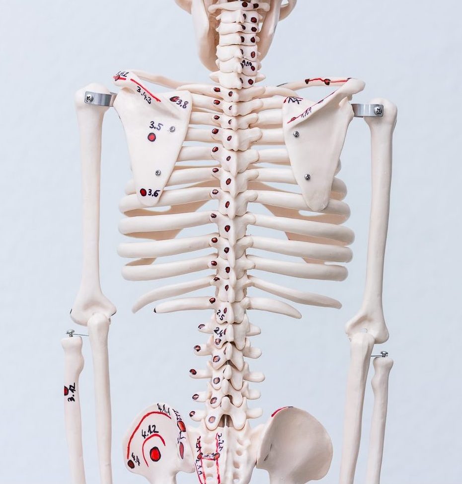 Modell eines Skeletts mit Osteopressur Punkten nach Liebscher und Bracht